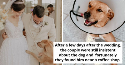 Stray Dog Becomes An Unexpected Guest At A Wedding And Gets Adopted By The Bride And Groom
