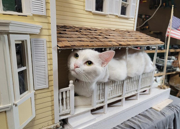 33. Winston Chillin' on the Front Porch