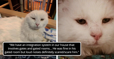 Rescued Cat Who Has No Ears Finds Love In A Home Full Of Special Needs Cats Just Like Him