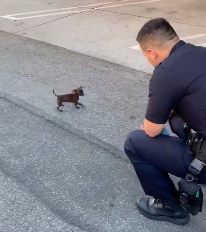 While on duty, the officers spotted the cute little pup wandering all alone