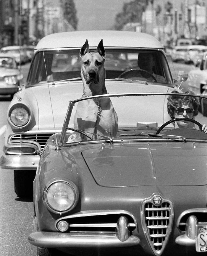 "A Great Dane riding shotgun in a sports car. Hollywood, California, 1961."