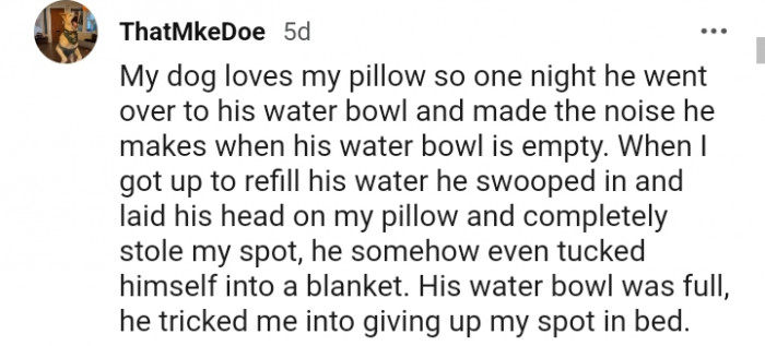 11. This dog tricked its human just to get a spot