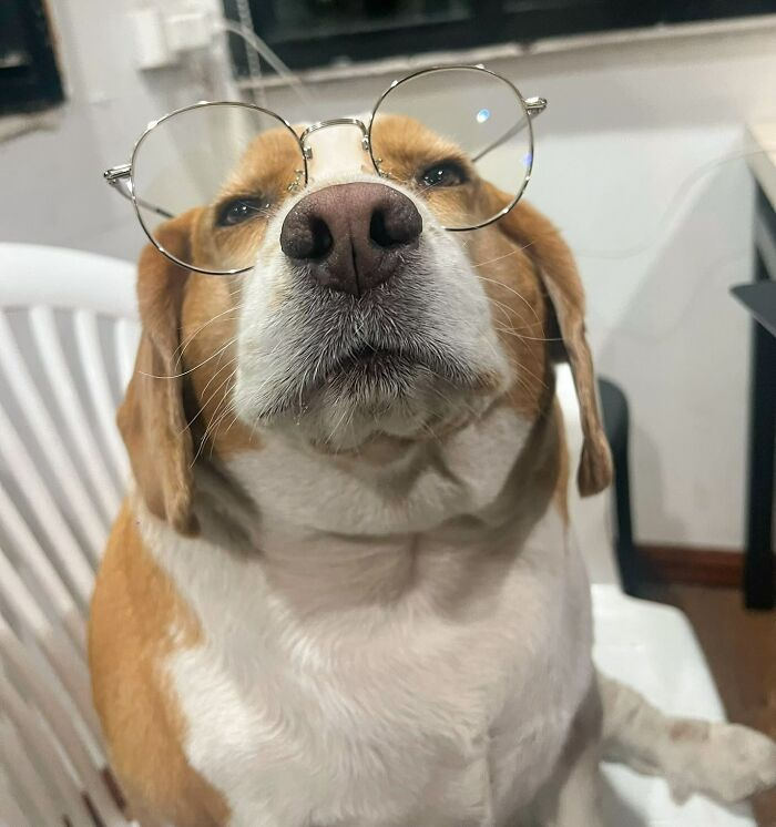 11. “Professor Mootoo will see you now — office hours strictly during nap time.”