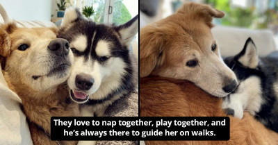 Blind Dog Overcomes The Challenge Of Walking Down Stairs With The Help Of Her Doggo Brother