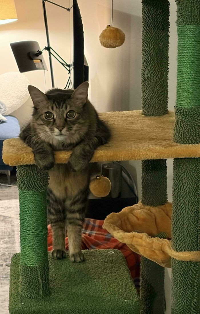 "Why Is This Cat So Weird? Did I Make Him This Way? Meet Walter, Who Stood Like This For About Ten Minutes"