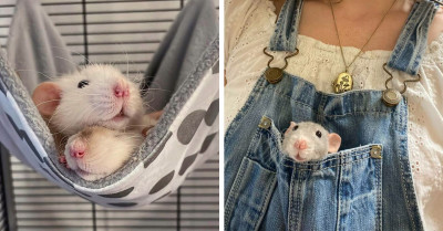 50 Cute Pictures Of Pet Rats That Just Might Persuade You To Get One For Yourself