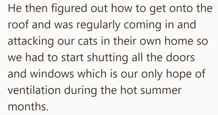 The situation escalated when the kitten started breaking into their flat and attacking their cats indoors.