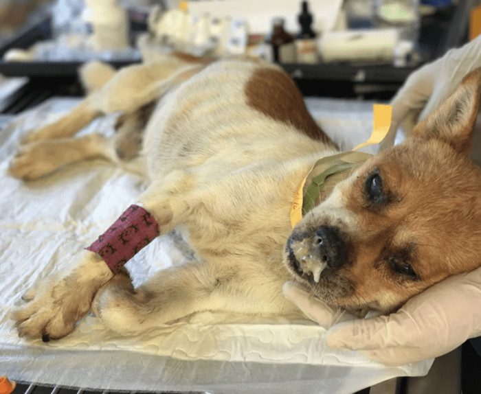 4. "Chinese Dog Meat Trade & Distemper Survivor"