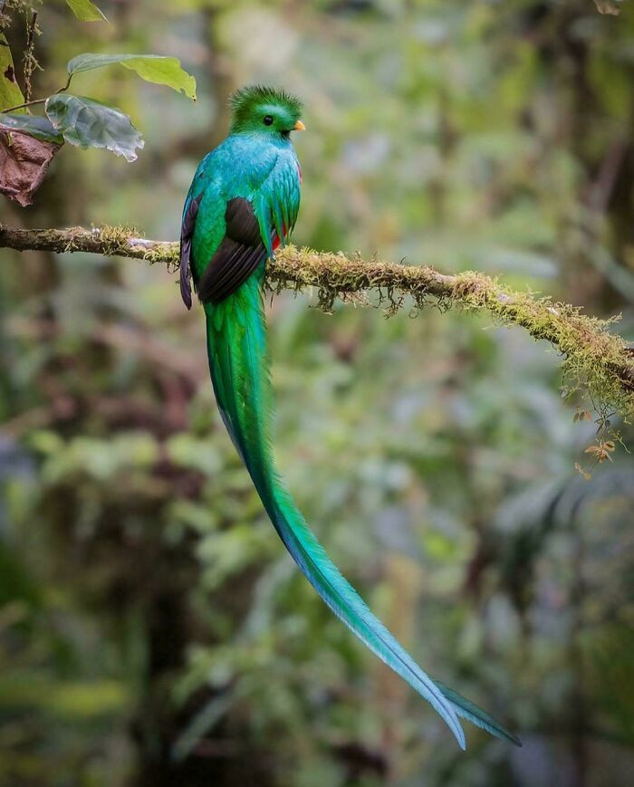 During mating season, the quetzal makes a drawn-out, whiny call, with males repeating a sound that resembles “very good, very good.”