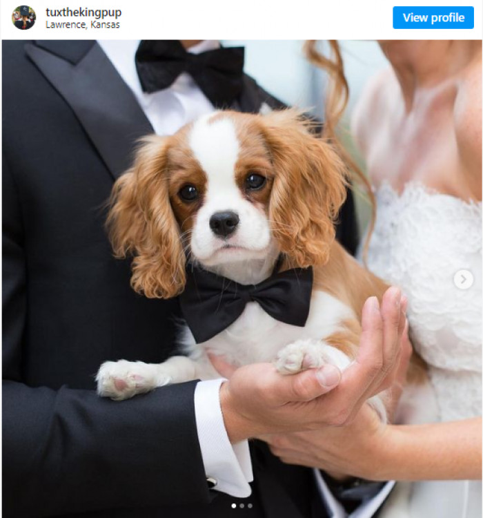 10. Tux, who makes wedding photos appear even more lovely than you imagined.