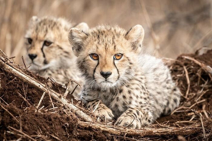 “Double Trouble Cheetah Cubs” By Monique Beukes