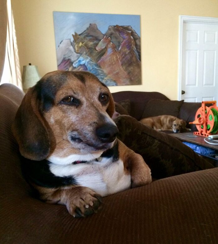 "This Mildly Disconcerted Beagle-Dachshund Leaning Against A Couch"