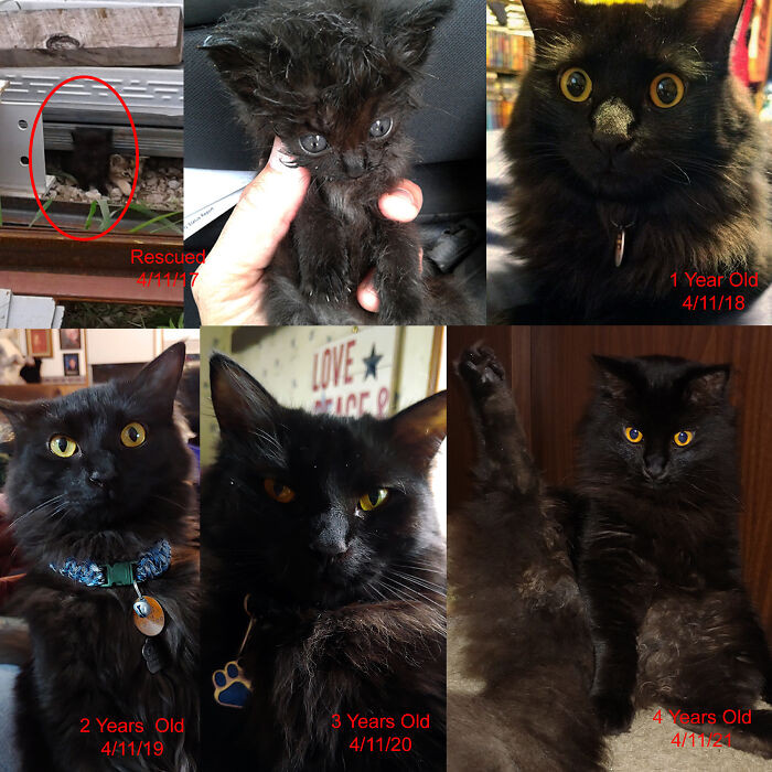 35. He was just little when he was found in a scrapyard.