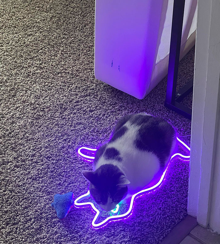 40. Found My Cat Laying in My Cat-Shaped Light That Fell