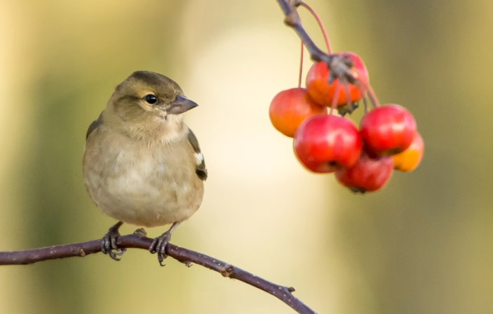 Why Birds and Mammals Seem Similar