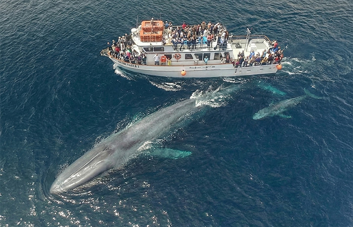 Blue Whale