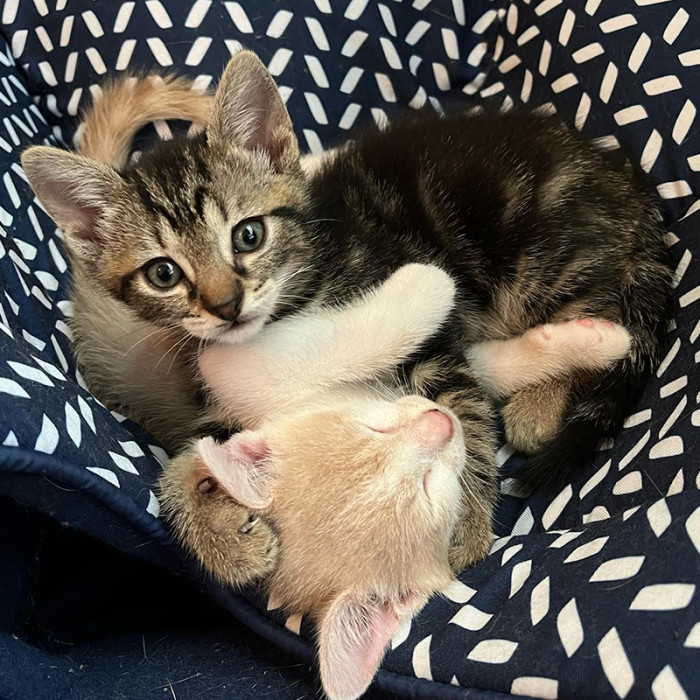 Ideally, the appropriate family will arrive with a charcuterie platter, and they will be able to coexist for all time!