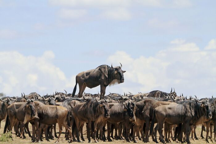 Animal Encounters By Jean Jacques Alcalay