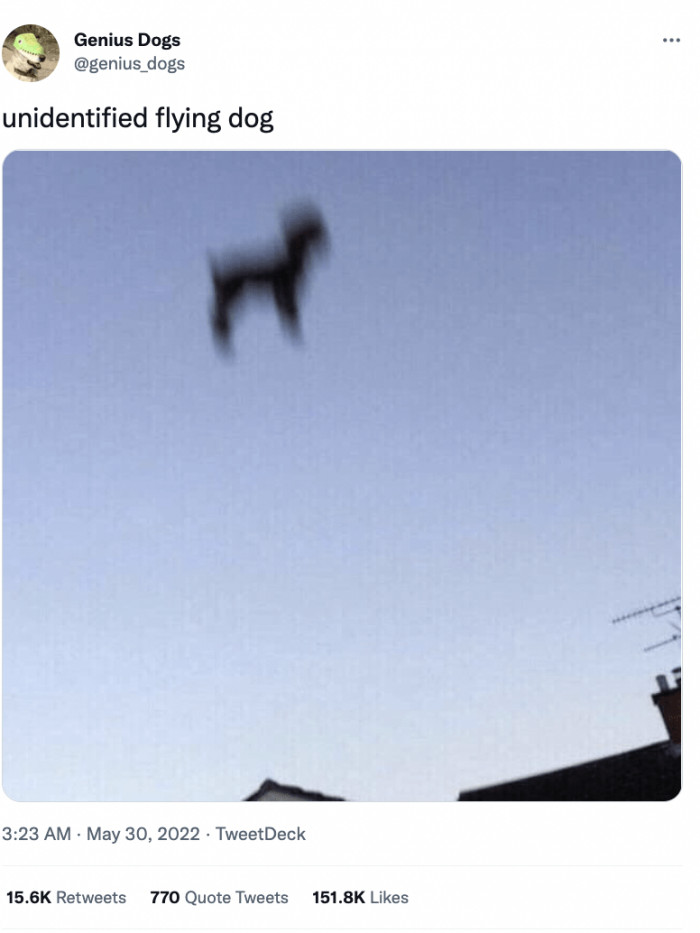 2. Dogs aren’t just terrific; it seems they have superpowers too.