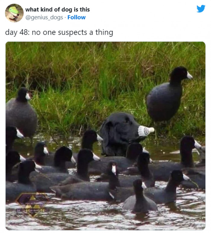 15. Can you find the different species?