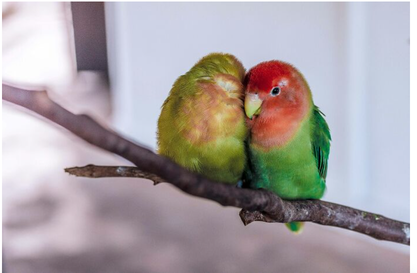 44. Lovebirds. They are LOUD and smart.