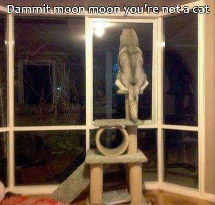 8. When your dog knows he has some cat abilities in him