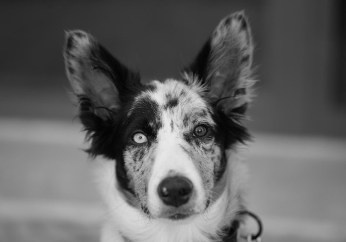 Best Black and White Dog Names
