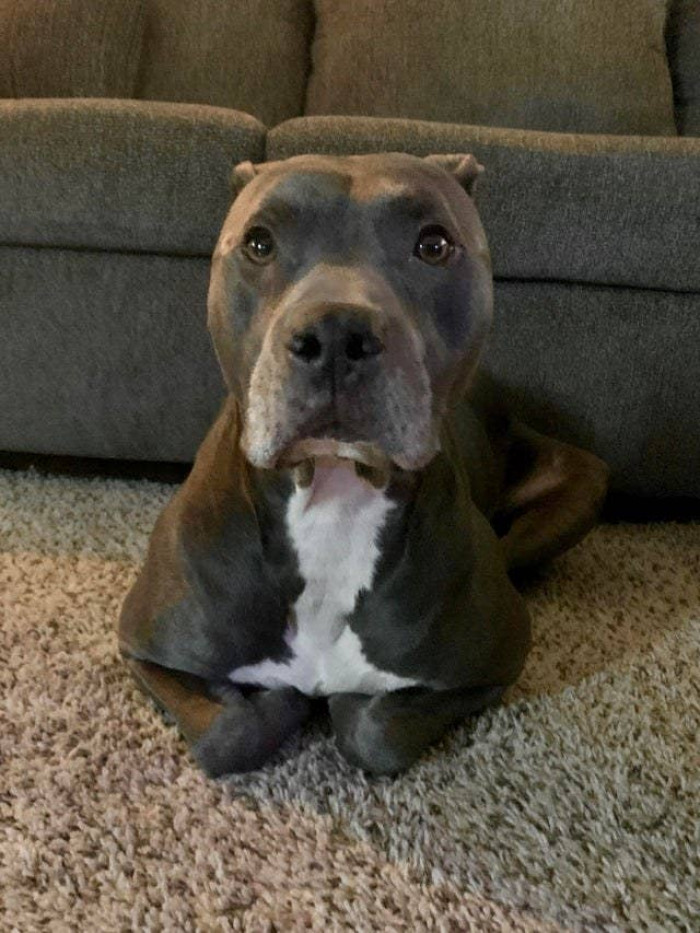 2. This pittie shows the right way to sit