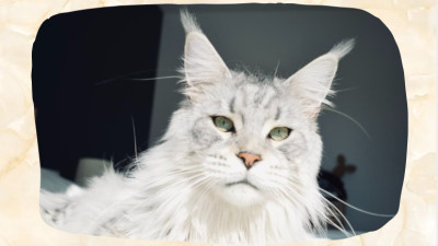 Silver Maine Coon: Silver Tabby, Shaded, and Smoke Differences Explained