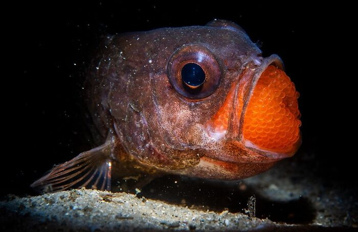 Finalist Wildlife Photographer Of The Year 2025 - Daniel Sly