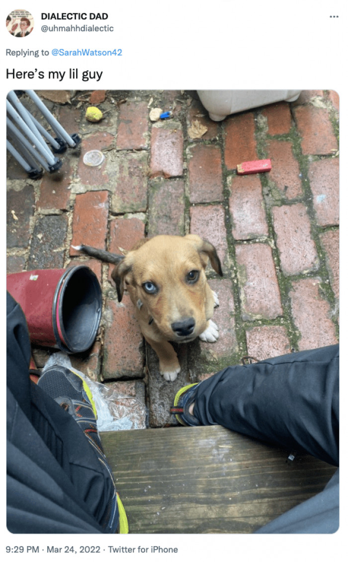 27. Heterochromatic dog