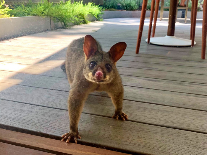 It turns out that this is common at the campus, since the university's Callaghan Campus is situated in a natural area and is home to dozens of native species — including brush-tailed possums.