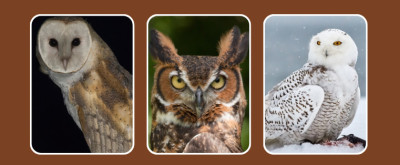 15 Types of Owls With Pictures and Identification Clues