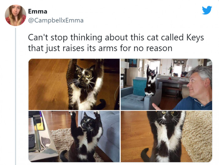 10. This catto loves doing the hurrah pose for no particular reason.