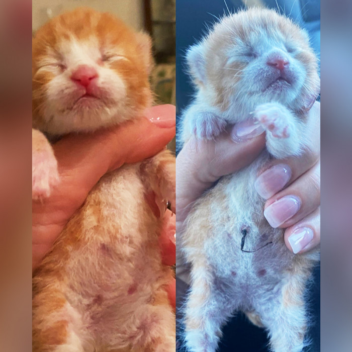 The tiny ginger kitten still had his dried-up umbilical cord attached, and his little eyes were tightly shut.