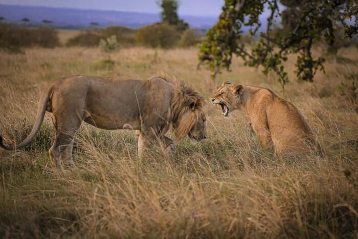 This photo captures an awesome moment between a female and male lion. I know that this one could definitely be used as a meme.
