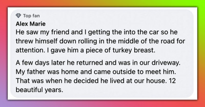 12 Wholesome Stories Of Cat Parents Meeting Their Cats For The First Time