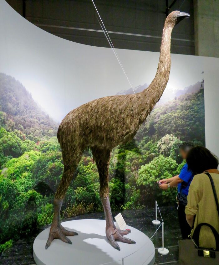 Moa - Extinct Around 1400 CE
