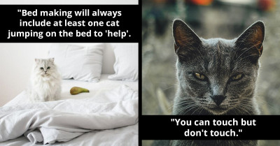 Online Users Share 40+ Rules Their Cats Have Established At Home