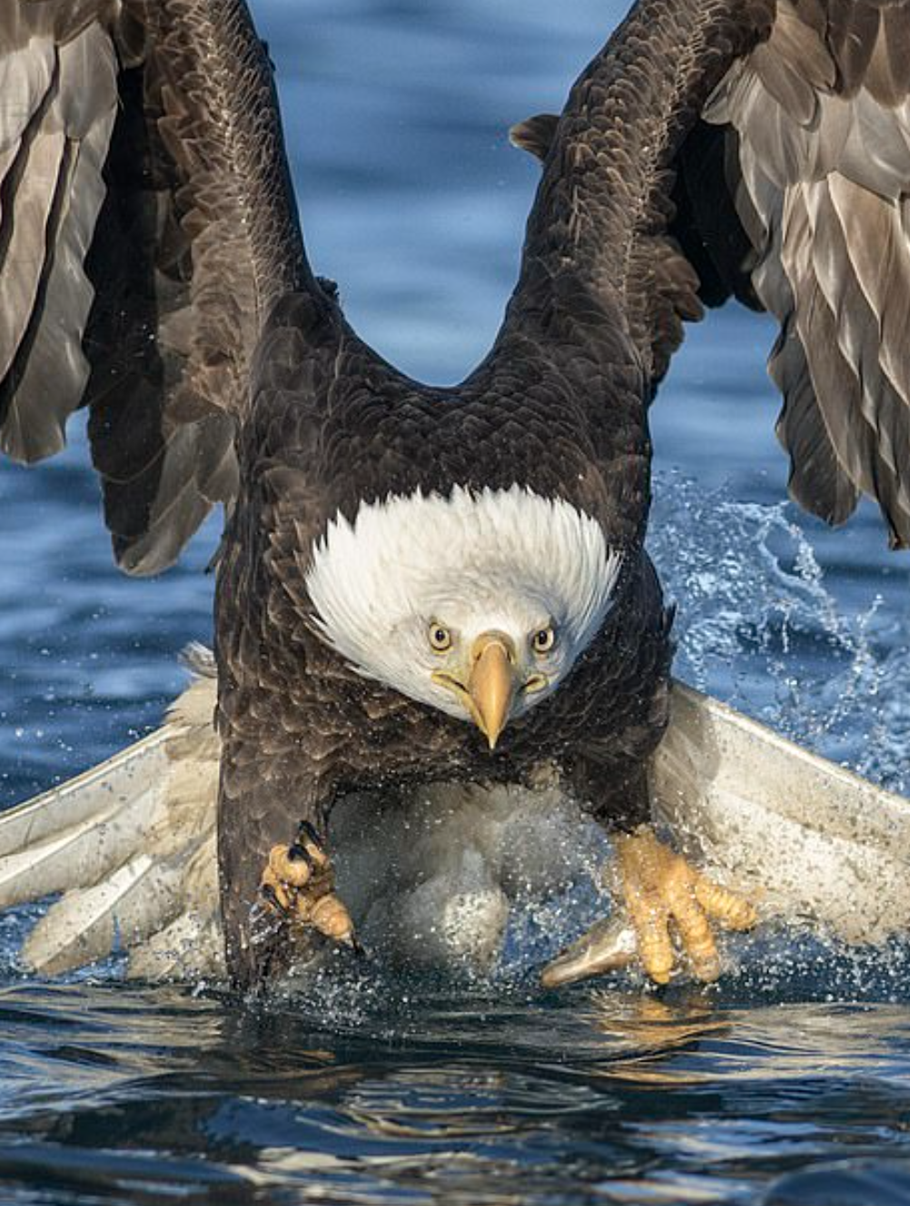 Wildlife photographer Alan Murphy took some fantastic shots of a bald eagle catching a fish.