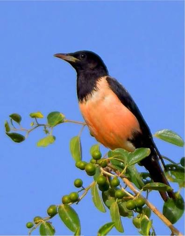 12. Rosy starling