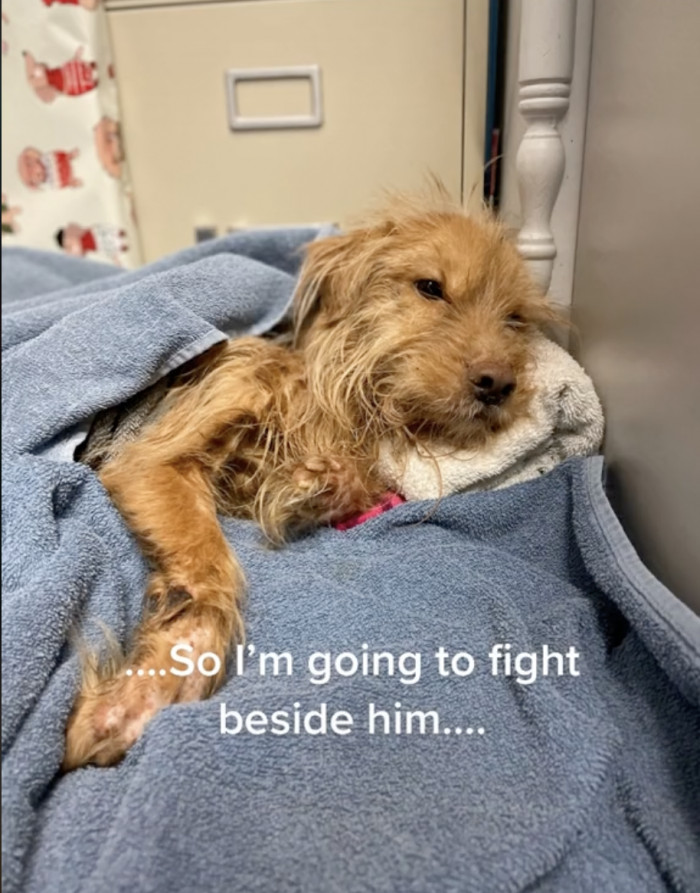 She will fight alongside this dog every step of the way