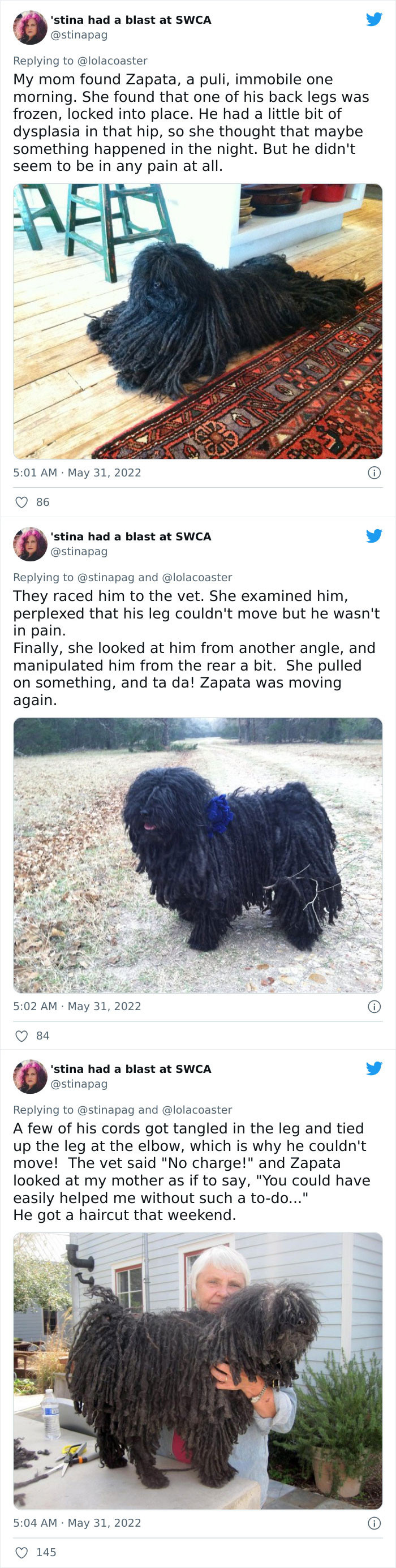 #8 Who said dogs can't have such long hair problems?