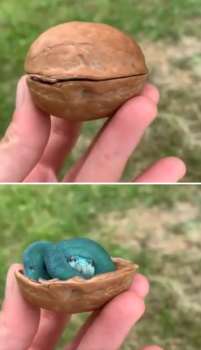 46. The Most Compact Snake