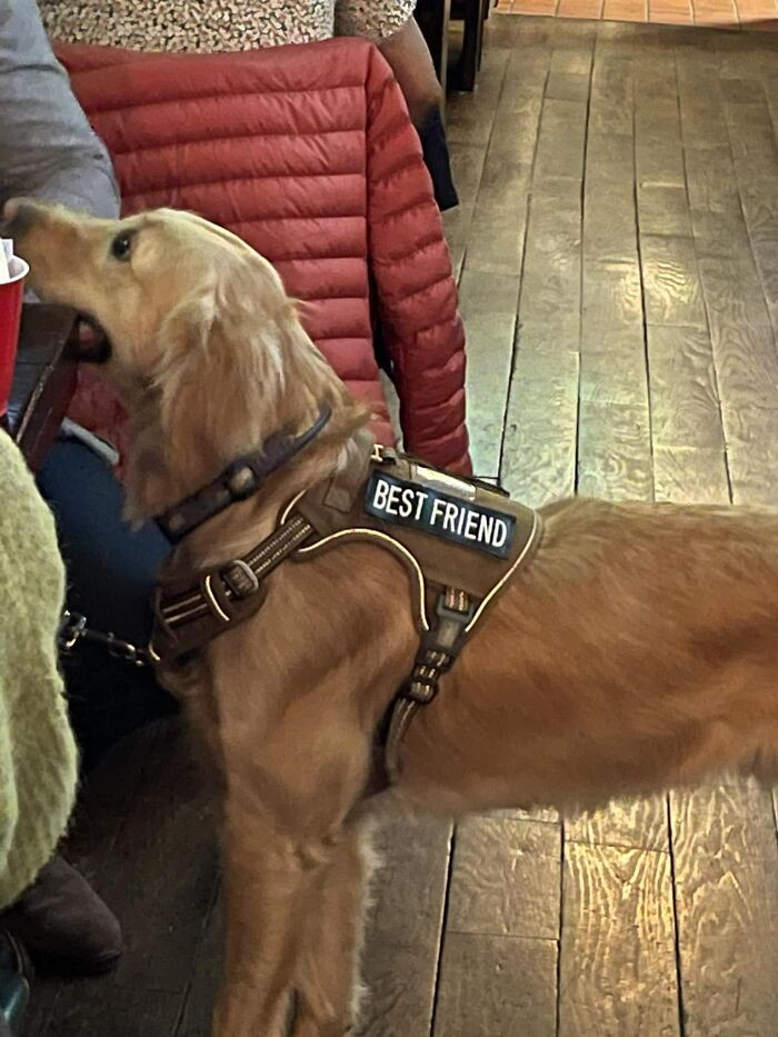 41. Spotted This Golden At Mellers In The Upper East Side Of Manhattan Yesterday With The Greatest Harness I’ve Ever Seen