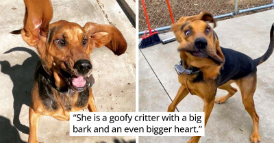 This Dog Has Hilarious Facial Expressions – She Looks Like She Is About Top Sneeze In Every Single Photo