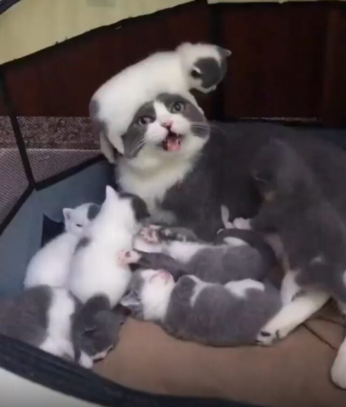 This is the mom cat, surprised by the role of motherhood.