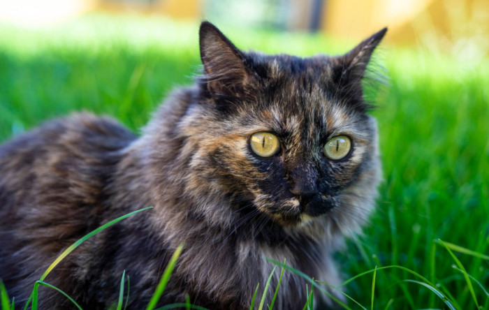What is a tortie Maine Coon?