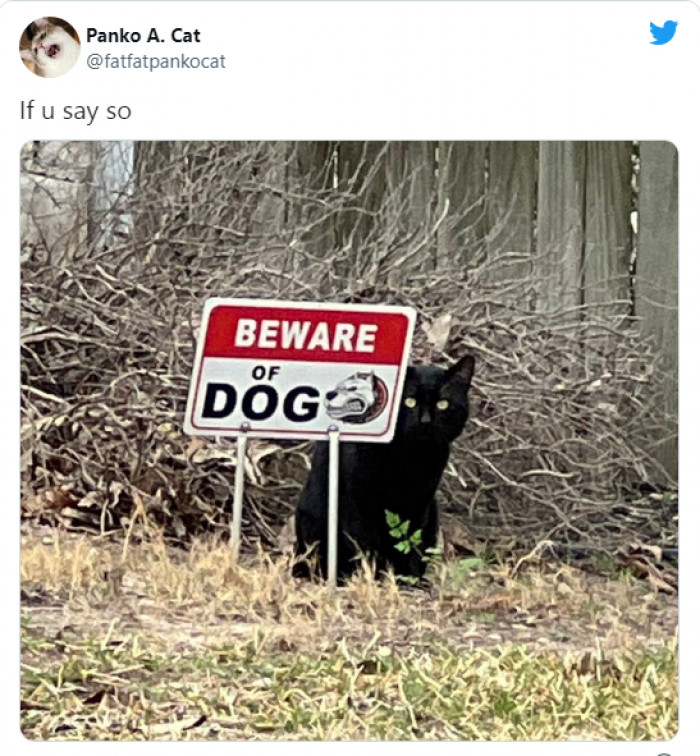 11. I guess confusion is part of the strategy here