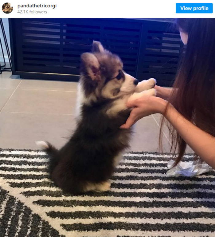 Panda is a Pembroke Welsh Corgi.